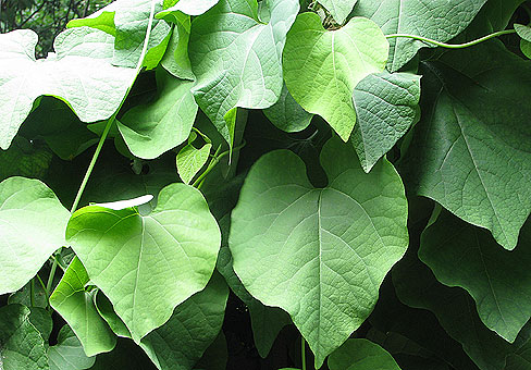 Aristolochia_4