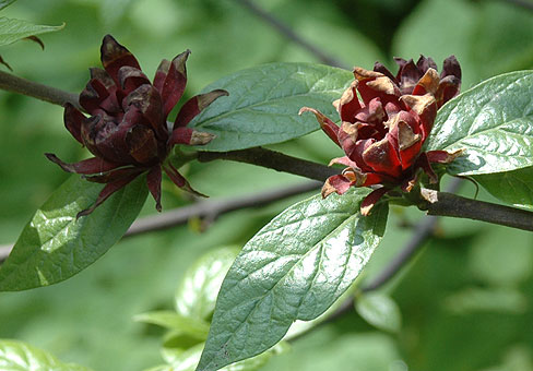 Calycantus_2