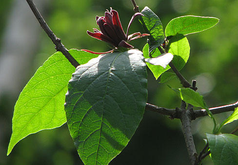 Calycantus_4