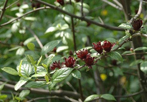 Calycantus_5