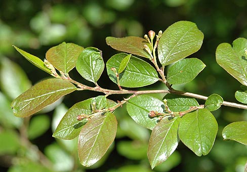 POU140507_COTONEASTER-lucid