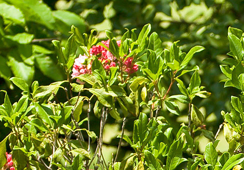 KALMIA_2