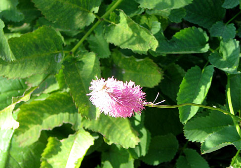 Sanguisorba_2