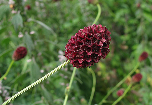 Sanguisorba_4