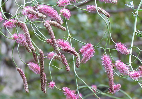 Sanguisorba_5