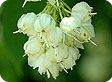 Staphylea_pre