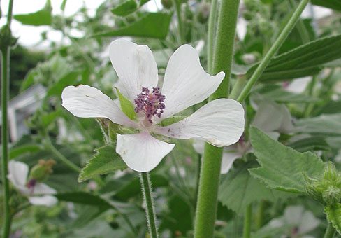 Althaea_1