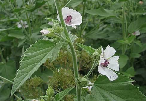 Althaea_2
