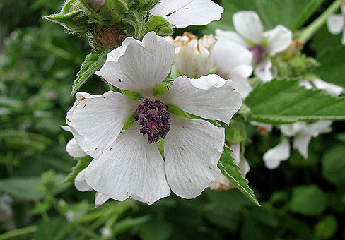 Althaea_4