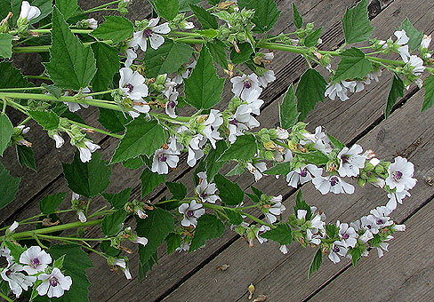 Althaea_5