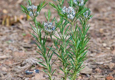 Amsonia_1
