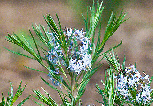 Amsonia_2