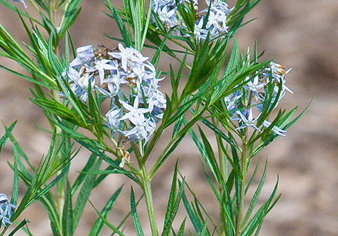 Amsonia_3