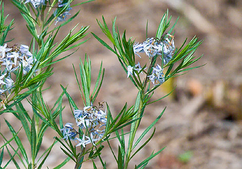 Amsonia_4