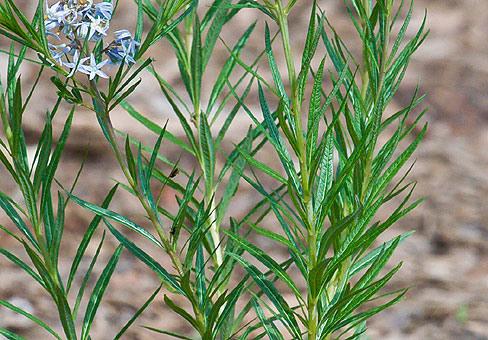 Amsonia_5