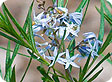 Amsonia_pre