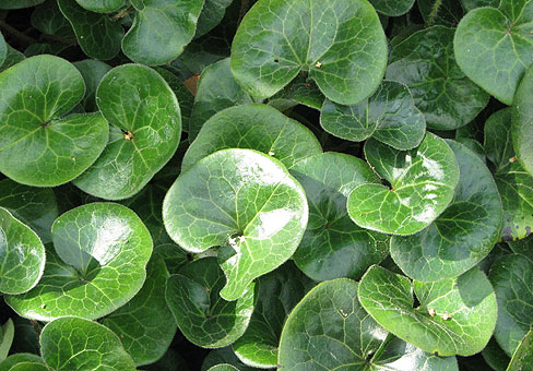 Asarum_2