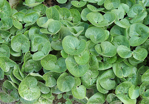 Asarum_3