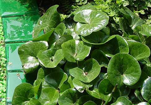 Asarum_4