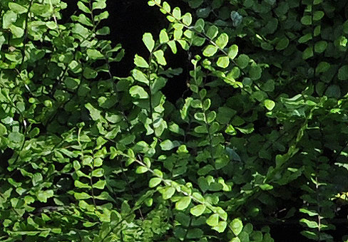 Asplenium_1