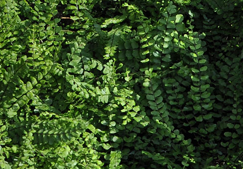 Asplenium_2