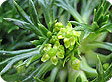 Azorella_pre