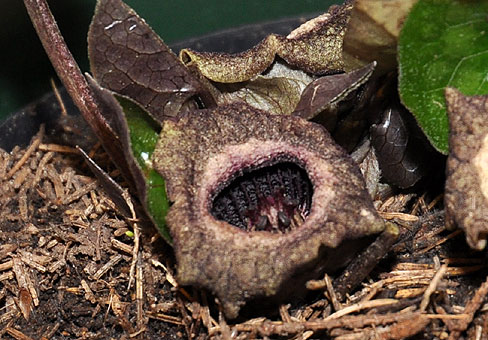 asarum_5