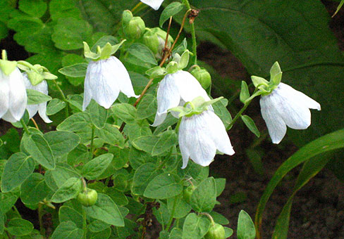 CODONOPSIS-clematiaea2