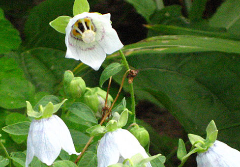 CODONOPSIS-clematiaea3