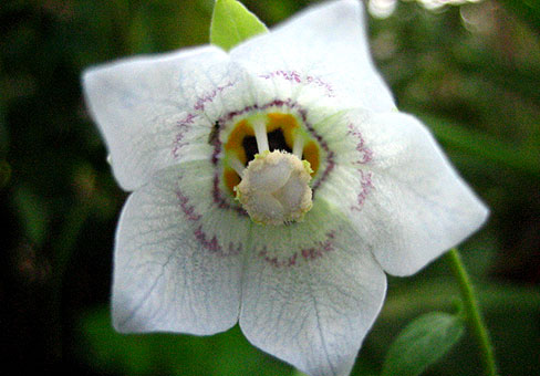CODONOPSIS-clematiaea_1