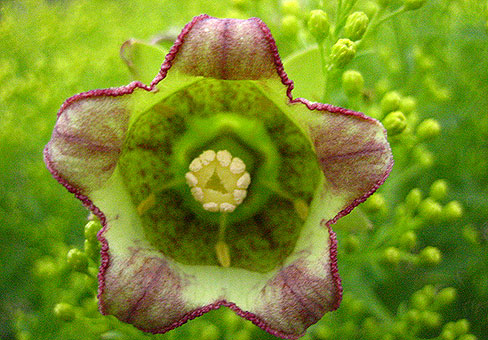 CODONOPSIS-lanceolata4