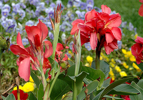 Canna_4