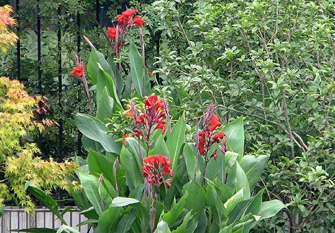 Canna_5