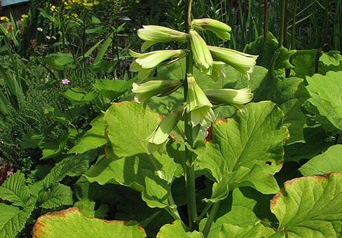 Cardiocrinum_1