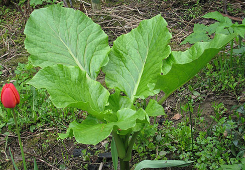 Cardiocrinum_2