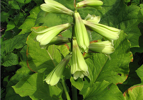 Cardiocrinum_3