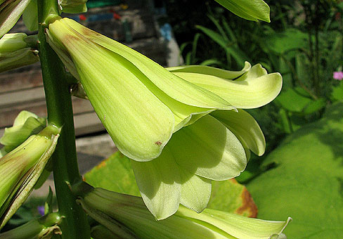Cardiocrinum_4