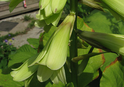 Cardiocrinum_5