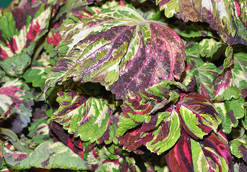 coleus_5