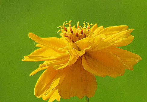 cosmos_5