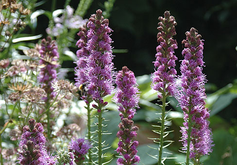 Liatris_3