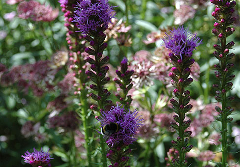 Liatris_4