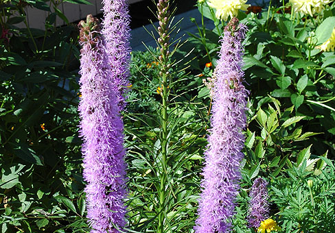 Liatris_5
