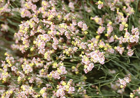 Limonium_2