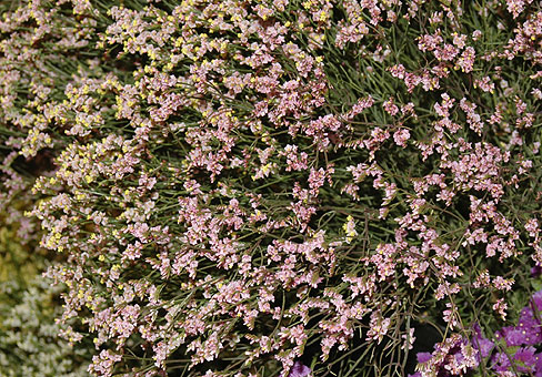 Limonium_3