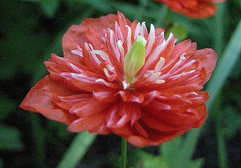 Meconopsis_1