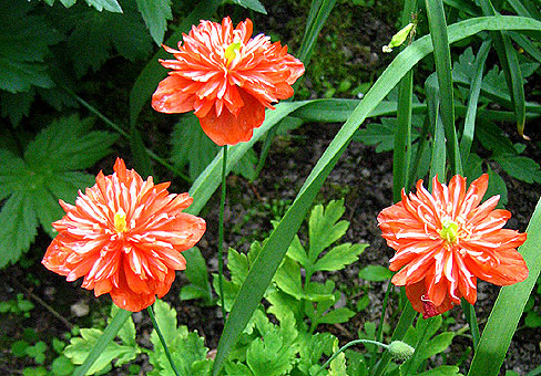 Meconopsis_2