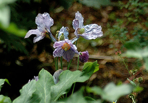 Meconopsis_5