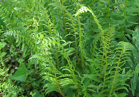Polystichum-setiferum1