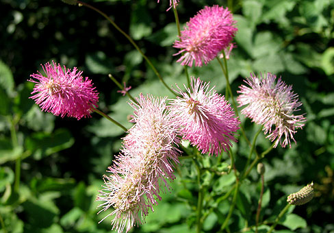 Sanguisorba_1